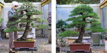large-japanese-black-pine-australian-bonsai_7-20-to-7-21 (1)